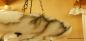 Preview: restaurierte Jugendstil Alabaster Deckenlampe- Kettenampel-Detail 2